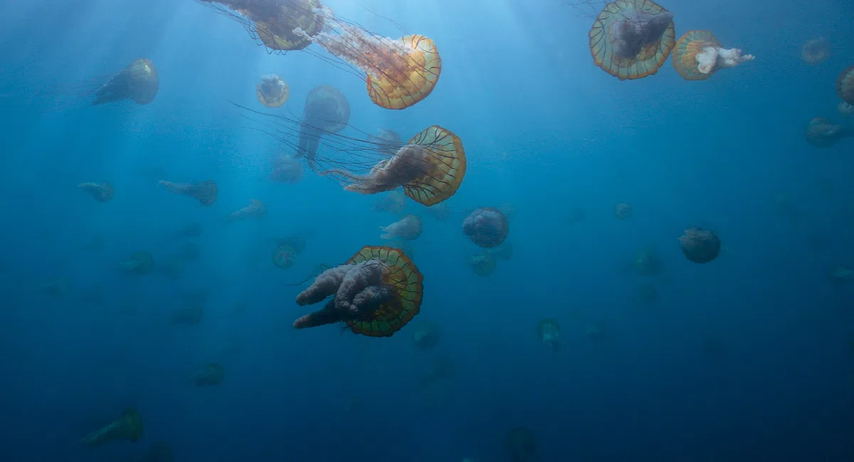 Voyage of time : au fil de la vie - bluray