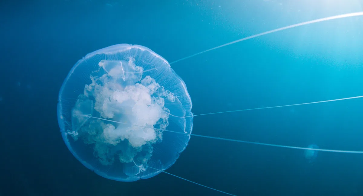 Voyage of time : au fil de la vie - bluray